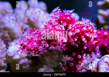 Rote Chilischote Koralle - Alcyonium palmatus Stockfoto