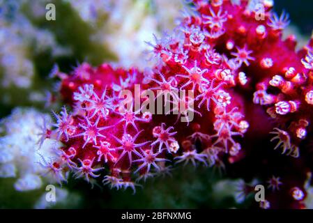 Rote Chilischote Koralle - Alcyonium palmatus Stockfoto