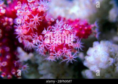 Rote Chilischote Koralle - Alcyonium palmatus Stockfoto