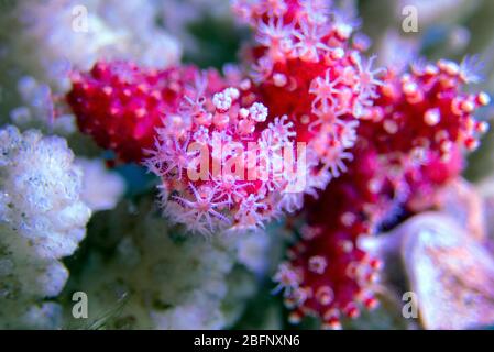 Rote Chilischote Koralle - Alcyonium palmatus Stockfoto