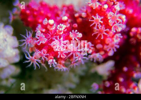 Rote Chilischote Koralle - Alcyonium palmatus Stockfoto