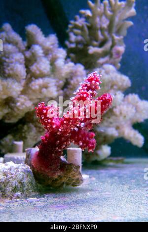 Rote Chilischote Koralle - Alcyonium palmatus Stockfoto