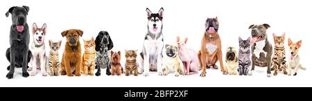 Gruppe von sitzenden Katzen und Hunden, isoliert auf weiß Stockfoto