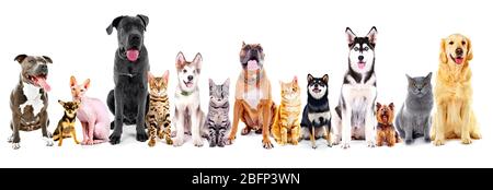 Gruppe von sitzenden Katzen und Hunden, isoliert auf weiß Stockfoto