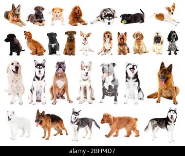 Gruppe von niedlichen Hunden, isoliert auf weiß Stockfoto