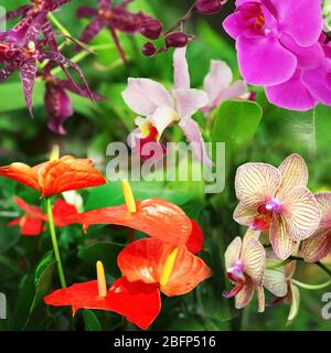 Tropischer Hintergrund mit verschiedenen Blumen. Florale ClipArt mit Lageneffekt. Nahtloses Muster. Stockfoto