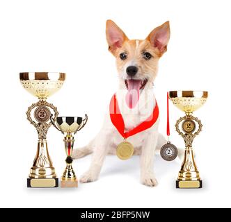 Lustige kleine Hund Jack Russell Terrier mit Pokal Tassen und Medaillen auf weiß isoliert Stockfoto