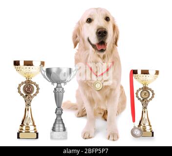 Liebenswert Labrador mit Pokal Tassen und Medaillen isoliert auf weiß Stockfoto