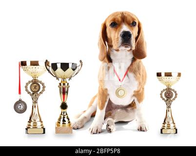 Beagle Hund mit Pokal Pokale und Medaillen auf weiß isoliert Stockfoto