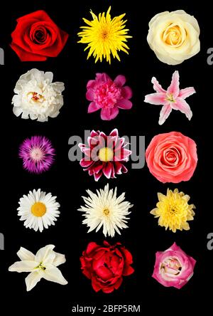 Schöne Blumen auf schwarzem Hintergrund. Verschiedene Blumen Collage. Stockfoto