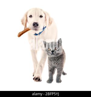 Niedlicher Welpe mit Knochen im Mund und entzückende britische Kurzhaar Kätzchen zusammen auf weißem Hintergrund. Konzept der Tierfreundschaft. Stockfoto