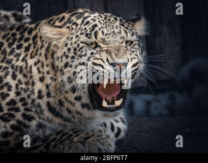 Es gelang, diesen Leopard in mitten brüllen zu erfassen! Stockfoto