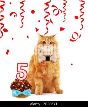 Rote Katze mit Geburtstag Cupcake und rot gebogenen Bändern isoliert auf weiß Stockfoto