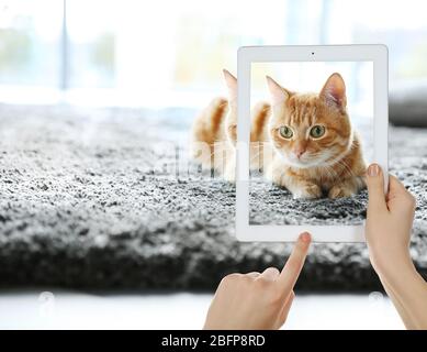 Weibliche Hände, die Foto von niedlichen Katze auf Tablet. Stockfoto