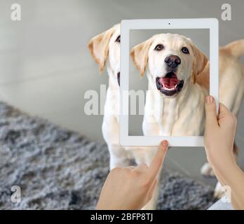 Weibliche Hände, die Foto von niedlichen Welpen auf Tablet. Stockfoto