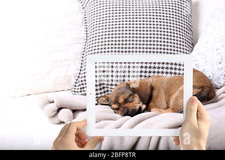 Männliche Hände, die Foto von niedlichen schlafenden Welpen auf Tablet. Stockfoto