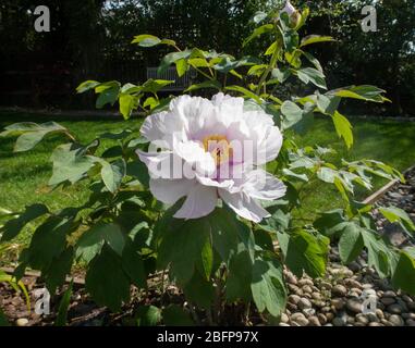 Weiß Baum Pfingstrose in Blüte. Peonia suffruticosa Weiss Stockfoto