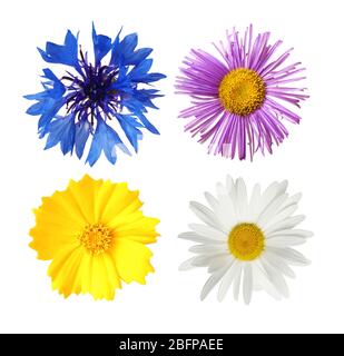 Auswahl verschiedener Blüten isoliert auf weiß Stockfoto
