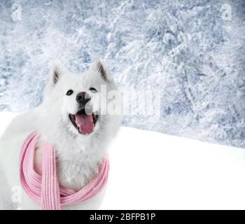 Flauschiger samoyed Hund trägt rosa Schal auf schöne Winterlandschaft Stockfoto