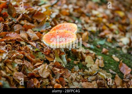 Zwei rot-weiß gefleckte Fliegenpilze (Amanita muscaria) in gefallenen Buchenblättern im Herbst im Wald, Surrey, Südostengland Stockfoto