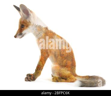 Doppelbelichtung von niedlichen Welpen und Herbstwald auf weißem Hintergrund. Natur und Tierkonzept. Stockfoto