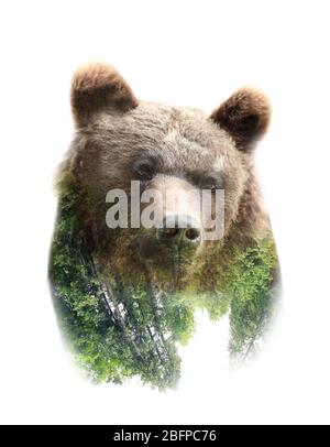 Doppelbelichtung von Bären und grünen Bäumen auf weißem Hintergrund. Natur und Tierkonzept. Stockfoto