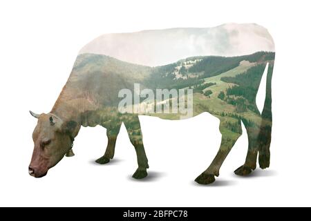 Doppelbelichtung von Kuh und schöne Landschaft auf weißem Hintergrund. Natur und Tierkonzept. Stockfoto