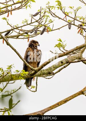 Indischer Raptor: Schwarzer Drachen (Milvus migrans), der in einem Baum im Kaziranga National Park, Assam, im Nordosten Indiens, thront Stockfoto