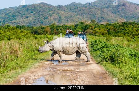 Ein indisches Nashorn (Rhinoceros unicornis) überquert eine Straße vor Jeeps mit Touristen im Kaziranga National Park, Assam, Nordost-Indien Stockfoto