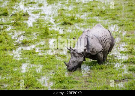 Ein indisches Nashorn (Rhinoceros unicornis) grast in sumpfigen Feuchtgebieten im Kaziranga National Park, Assam, Nordost-Indien Stockfoto