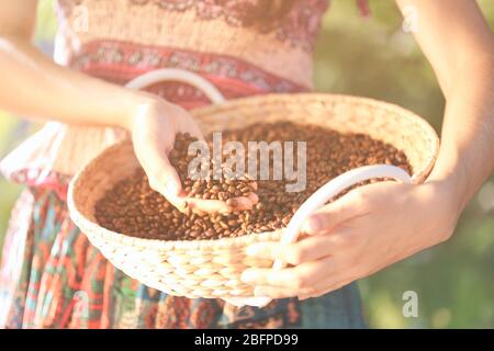 Frau mit Korb mit gerösteten Kaffeebohnen, Nahaufnahme Stockfoto