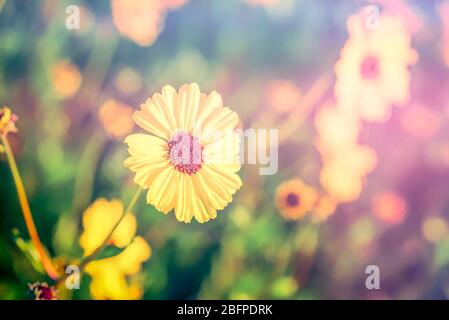 Kalifornische Wildblumen, die im Morgenlicht eingefangen wurden. Foto mit Vintage- oder Retro-Effekt bearbeitet. Stockfoto