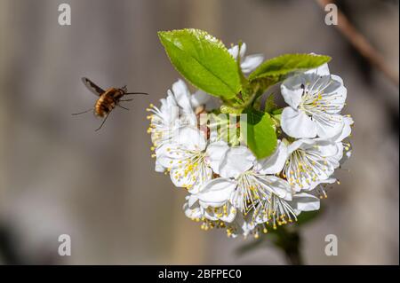 Dunkle Bienenfliege, Bombylius major, die sich von Kirschblüten ernährt. Die Bienenfliegenlarve ernährt sich auf dem Boden wohnende Bienen Maden und legt Eier in der Nähe des Nesteintrittstals Stockfoto