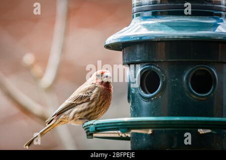 Männlicher Hausfink an einem Vogelhäuschen. Stockfoto