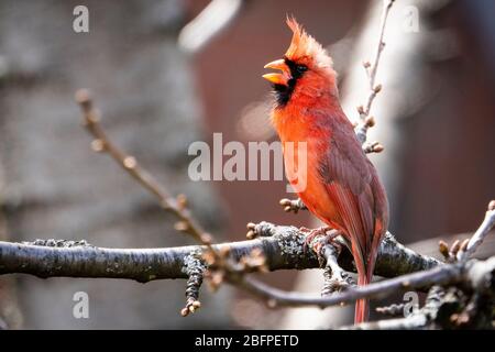 Northern Cardinal in der Nähe eines Vogelfutterhäuschen im Frühling. Stockfoto