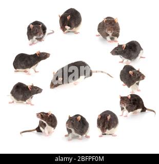 Cute rats on white background Stockfoto