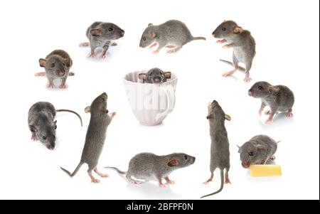 Cute rats on white background Stockfoto