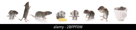 Cute rats on white background Stockfoto