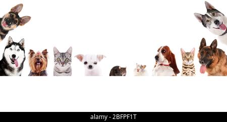 Lustige Haustiere auf weißem Hintergrund Stockfoto