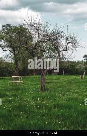Alte Obstbäume im Frühling Stockfoto