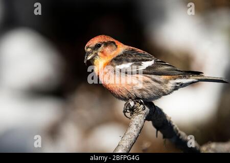 Ein männlicher Weißflügelkreuzschnabel, der in einem nördlichen Wald thront. Stockfoto