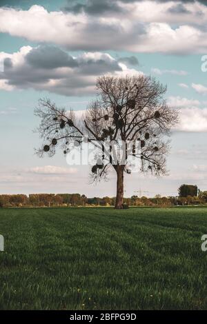 Alter Baum auf dem Feld im Frühjahr Stockfoto