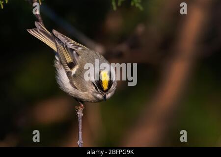 Goldener Königssockel im frühen Morgenlicht Stockfoto