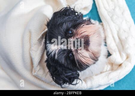 Lustige niedliche Hund sitzt auf einem Sofa mit einem Strickpullover bedeckt. Shih Tzu Rasse, grau mit weiß. Haustier. Gemütlichkeit. Blick von oben Stockfoto