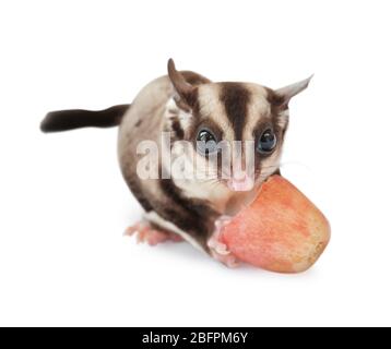 Niedlichen Zucker Glider essen Traube auf weißem Hintergrund Stockfoto
