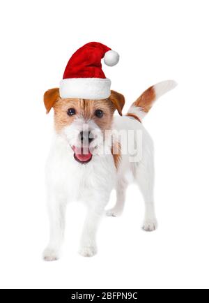 Niedlicher Hund in Santa Hut auf weißem Hintergrund. Weihnachten und Neujahr Feier Stockfoto