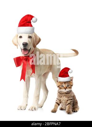 Niedlichen Welpen und Kätzchen in Santa Hüte auf weißem Hintergrund. Weihnachten und Neujahr Feier Stockfoto