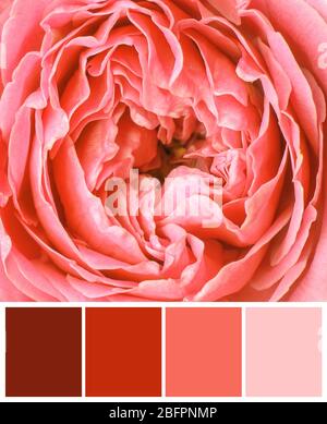 Palette mit Lachsfarbe und schöne Blume, Nahaufnahme Stockfoto