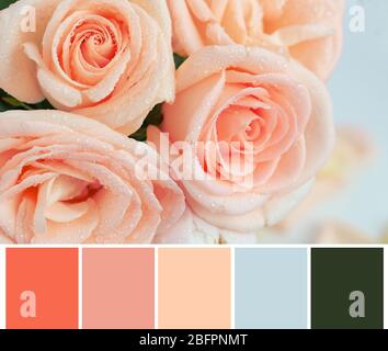 Palette mit Lachsfarbe und schönen Blumen, Nahaufnahme Stockfoto