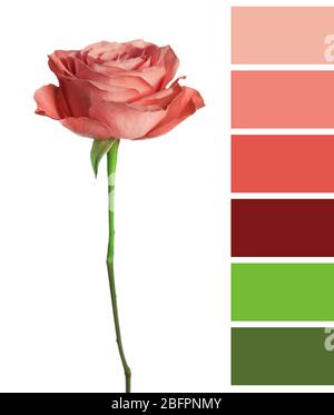 Palette mit Lachsfarbe und schöne Blume auf weißem Hintergrund Stockfoto